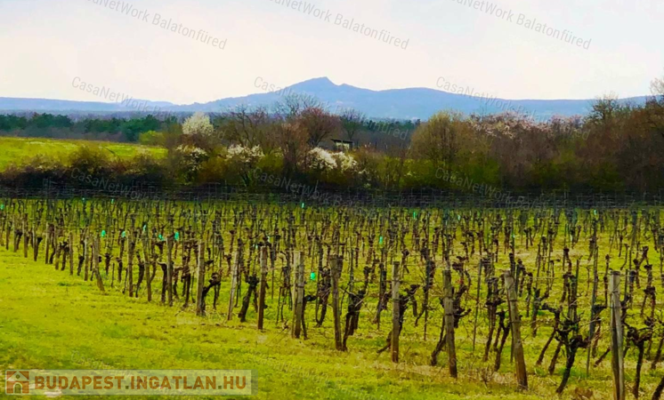 Építhető szőlő terület Balatonakali                                 