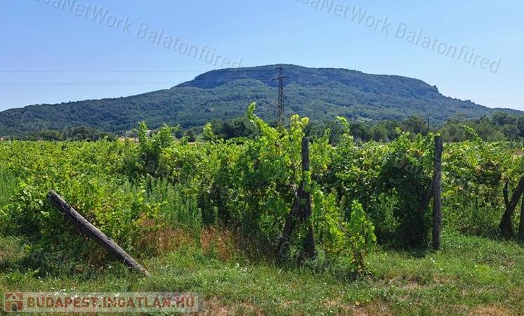 Település melletti -eladó SZŐLŐ terület BADACSONYTÖRDEMICEN                                 