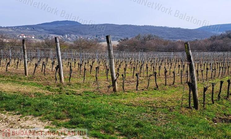 PANORÁMÁS SZŐLŐ A NIVEGY-VÖLGY SZÍVÉBEN - SZENTJAKABFÁN                                 