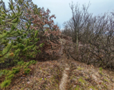 Eladó telek/földterület Kincsesbánya 49 000 000 Ft