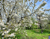 Eladó telek/földterület Balatonlelle 67 900 000 Ft