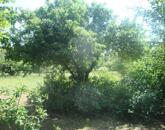 Eladó 2500 nm-es zártkert Szomód külterületi részén!