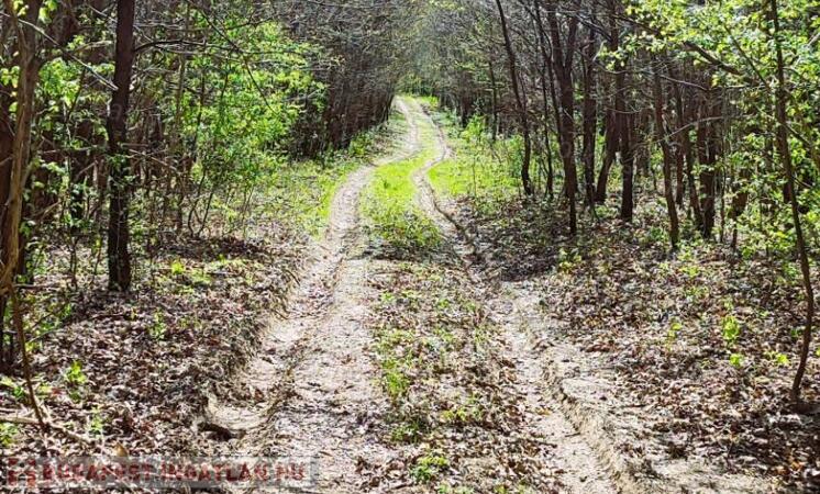 Eladó erdő Szentgál közelében                                 