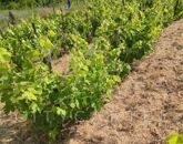 Eladó üdülő/nyaraló Solt 7 300 000 Ft