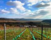 Tökéletes panorámás bővíthető nyaraló Balatonszőlősön