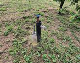 Eladó gyümölcsös Törökszentmiklós-Súrjányban!