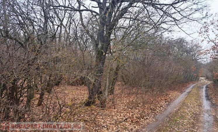 Eladó 1/1 tulajdonú ERDŐ BALATONUDVARIBAN                                 