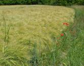 Építkezne? Akkor kell egy jó telek!