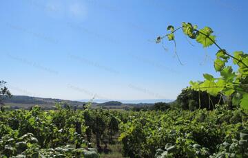 Eladó telek/földterület