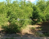 Eladó telek/földterület Tápióbicske 5 000 000 Ft