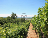 Eladó telek/földterület Tatabánya 1 800 000 Ft