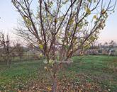 Eladó telek/földterület Ádánd 8 500 000 Ft