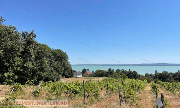 Eladó Balatatonszepezden egy örökpanorámás külterületi telek szőlővel                                 