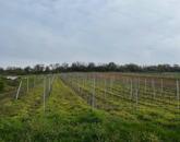 Eladó ÖRÖK PANORÁMÁS zártkert Óbudaváron! 3989nm!