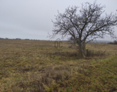 Eladó telek/földterület Zánka 79 000 000 Ft