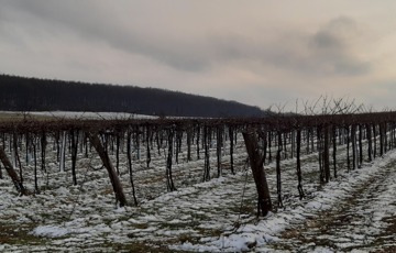 Eladó telek/földterület