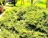 Eladó családi ház Solymár 189 000 000 Ft