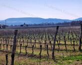 PANORÁMÁS SZŐLŐ A NIVEGY-VÖLGY SZÍVÉBEN - SZENTJAKABFÁN