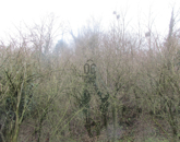 Eladó telek/földterület Zalaszentgrót 500 000 Ft