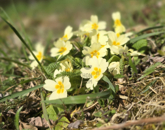 Eladó telek/földterület Vasvár 5 500 000 Ft