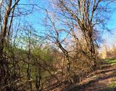 Fás, erdős terület - eladó MEZŐGAZDASÁGI TERÜLET KAPOLCSON