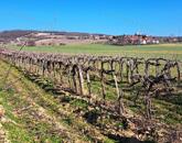 Település szélén -eladó MEZŐGAZDASÁGI TERÜLET BALATONCSICSÓN