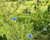 Eladó telek/földterület Várgesztes 6 000 000 Ft