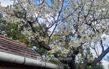 Eladó telek/földterület